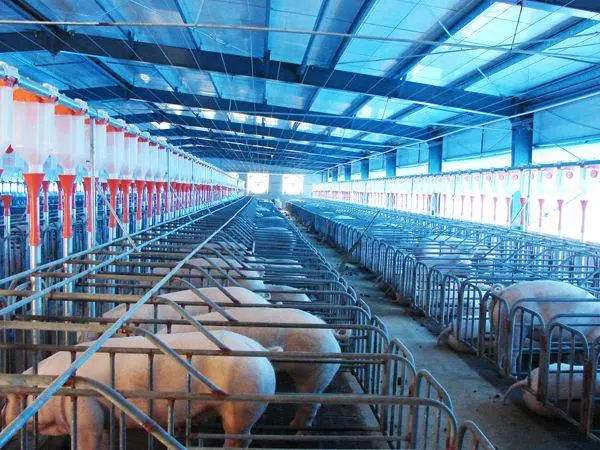 水蜜桃视频在线观看生物：剩菜剩飯流向養殖行業，水蜜桃成人AV在线垃圾怎麽更科學？