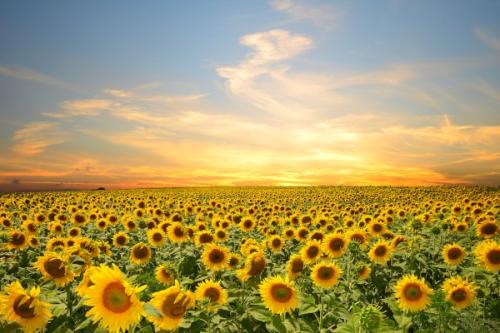 “小份菜”興起，會成為蜜桃APP在线下载垃圾源頭減量的強勢助力